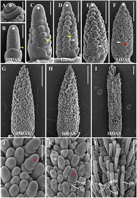 A Dynamic Co-expression Map of Early Inflorescence Development in Setaria viridis Provides a Resource for Gene Discovery and Comparative Genomics